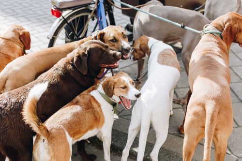 Animal related cases Animal related cases