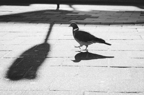 Dierenzaken Dierenzaken