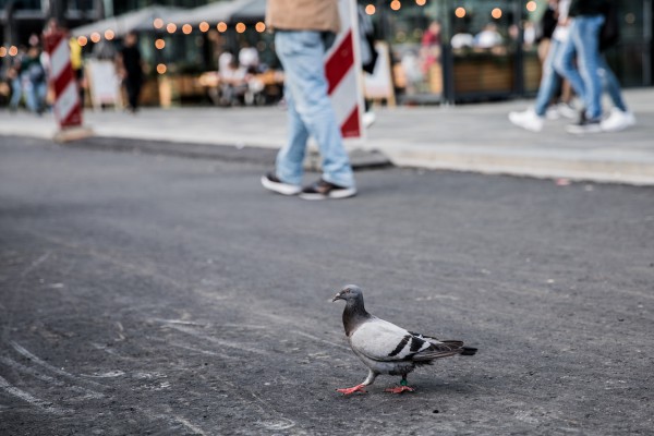 Reactie wetsvoorstel aanpak dierenmishandeling en dierverwaarlozing Reactie wetsvoorstel aanpak dierenmishandeling en dierverwaarlozing