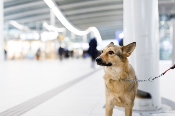 Agressie bij honden Agressie bij honden