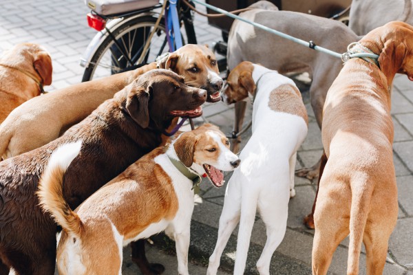 Verplichte opvoedcursus en fokverbod risicohonden (terugluisteren) Verplichte opvoedcursus en fokverbod risicohonden (terugluisteren)