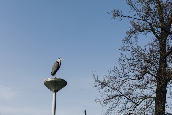 Amendement Wet dieren Amendement Wet dieren